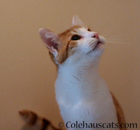 Quint - 2014 © Colehaus Cats