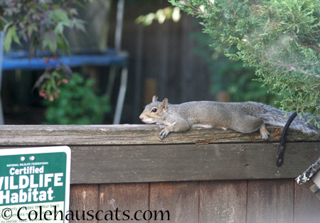 Nips, the squirrel, taking a break  - 2014 © Colehaus Cats