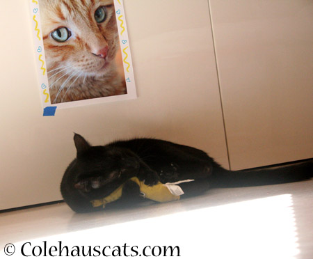 What subject matter? - 2014 © Colehaus Cats