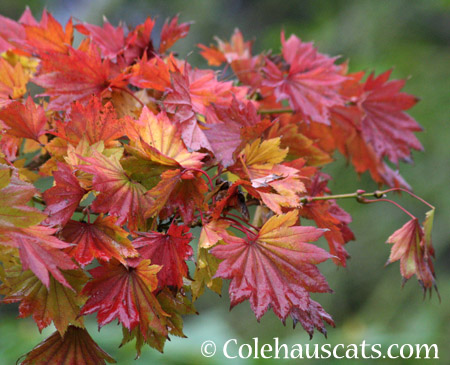 Pretty Fall Maple - 2014 © Colehaus Cats