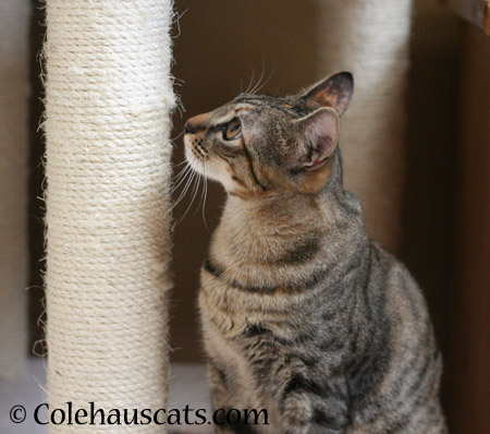 Scratch Post Inspector - 2014 © Colehaus Cats