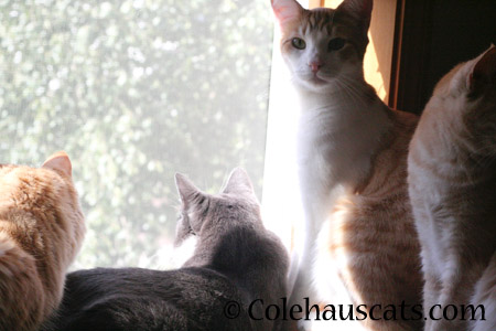 Every home has one - the Lookout - 2014 © Colehaus Cats