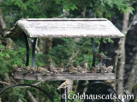 The Goldfinches and Pine Siskens - 2014 © Colehaus Cats