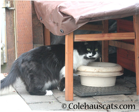 Mustacheo's Brother - 2014 © Colehaus Cats