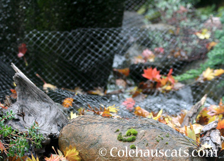 Leaves on the netted fountain - 2014 © Colehaus Cats