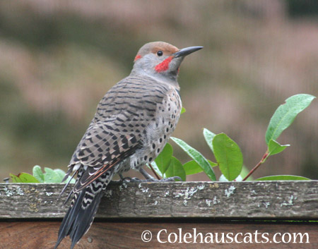 Northern Flickers are back - 2014 © Colehaus Cats