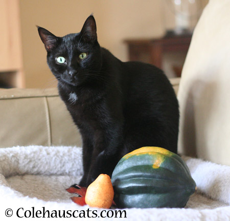 Olivia's Squash - 2014 © Colehaus Cats