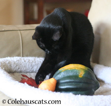 Olivia with her squash - 2014 © Colehaus Cats