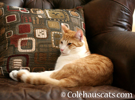 Chilling with Quint - 2014 © Colehaus Cats