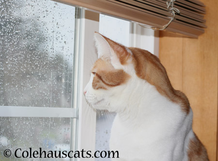 Rainy day Quint - 2014 © Colehaus Cats