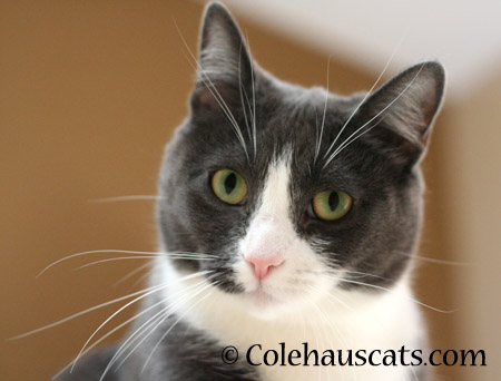 Tessa knows nothing, or does she?  - 2014 © Colehaus Cats
