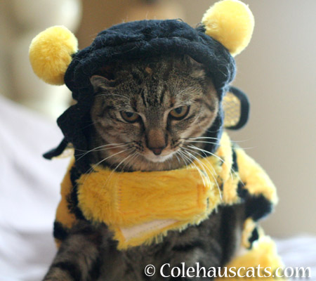 Viola Bee 2014  - 2014 © Colehaus Cats