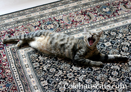 Having a laugh - 2014 © Colehaus Cats