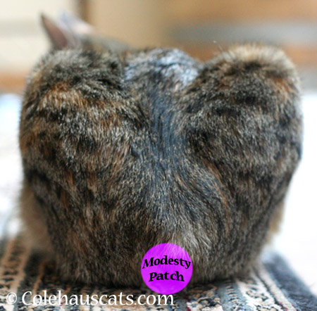 Bunny Butt! - 2014 © Colehaus Cats