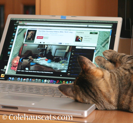 Viola's Internet habit - 2014 © Colehaus Cats