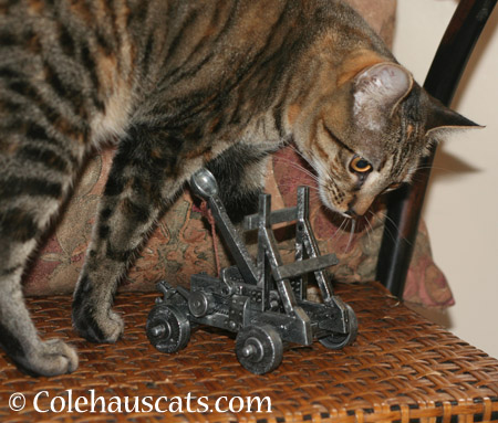 Viola prepares the Trebuchet - 2014 © Colehaus Cats