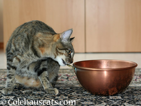 Bitey on the bowl - 2014 © Colehaus Cats