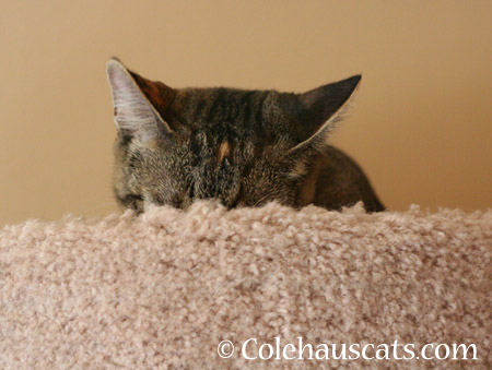 Playing Hide & Seek - 2014 © Colehaus Cats