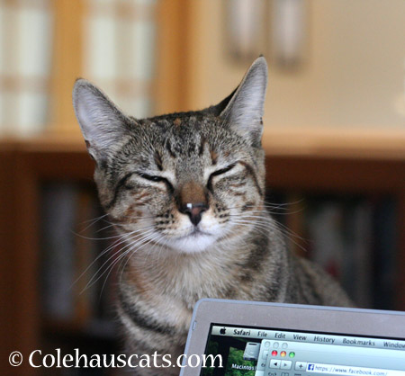 Going for a laugh - 2014 © Colehaus Cats