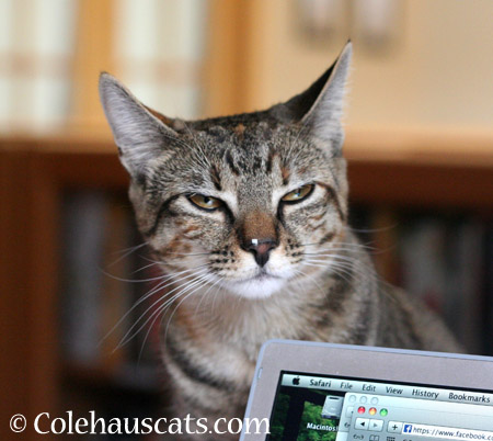 You aren't laughing AT me, are you? - 2014 © Colehaus Cats