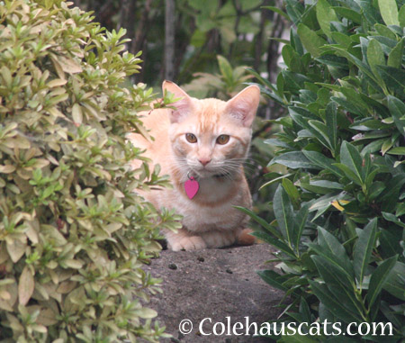 Whittles - 2014 © Colehaus Cats
