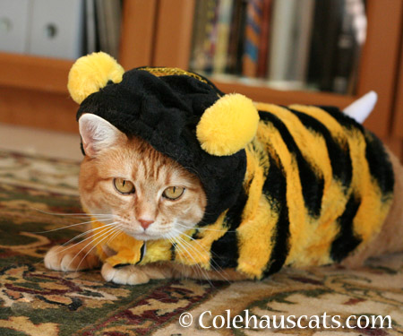 Zuzu Bee 2014 - 2014 © Colehaus Cats