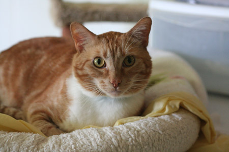 Homeless Caine, a  WCGHS shelter cat and Seattle Seahawks fan