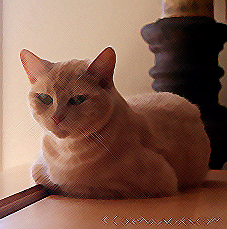 Artsy-fartsy time with Miss Newton - 2014 © Colehaus Cats