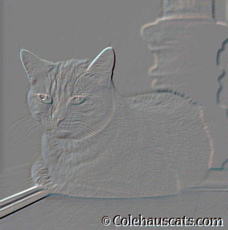 Creative Photoshopping with Miss Newton - 2014 © Colehaus Cats