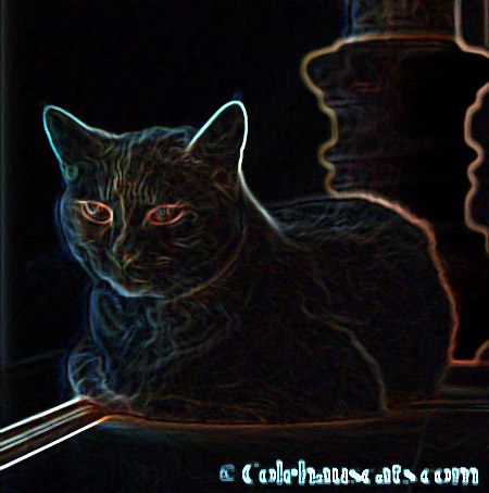 Creative photos with Miss Newton - 2014 © Colehaus Cats