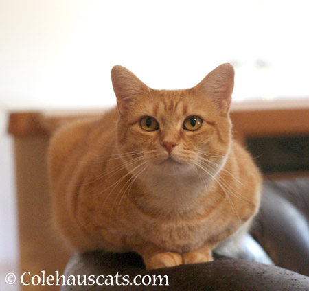 Patrol Sergeant Zuzu, ready for duty - 2014 © Colehaus Cats