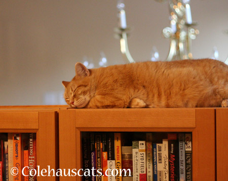 Literary patrol - 2014 © Colehaus Cats