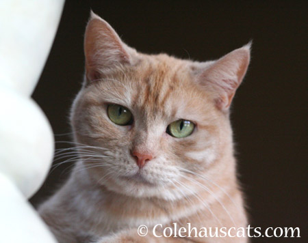 Miss Newton - 2014 © Colehaus Cats