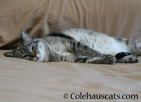 Relaxed Maxx - 2014 © Colehaus Cats