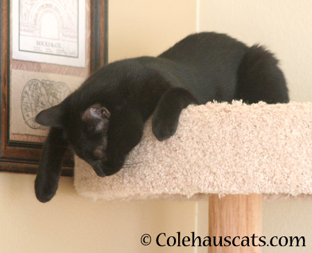 Sleepy, sleepy panther - 2014 © Colehaus Cats