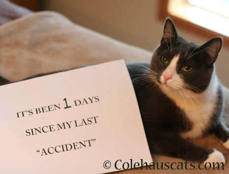 Confession time - 2014 © Colehaus Cats