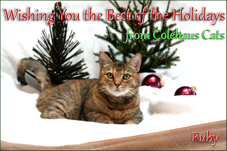 Ruby's Christmas Card  - 2014 © Colehaus Cats