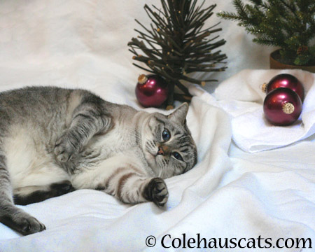 Have a Crazy-Eyed, One-Ear Christmas - 2014 © Colehaus Cats