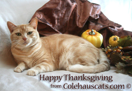 Giving thanks with Miss Newton  - 2014-2016 © Colehauscats.com