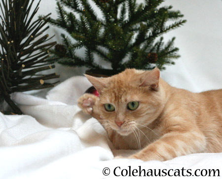 Practicing Whappy Paws for presents - 2014 © Colehaus Cats