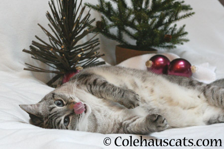 Nothing says Christmas like a good nose lickin' - 2014 © Colehaus Cats