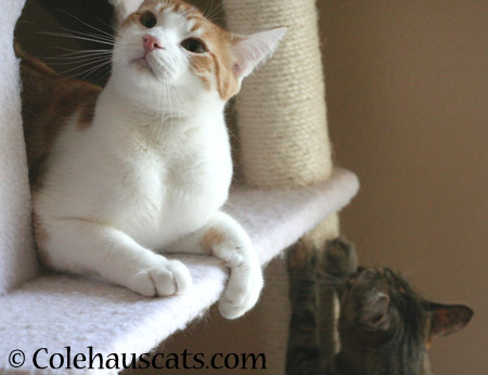 Oh, Ceiling Cat... - 2014 © Colehaus Cats