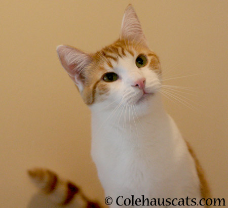 Sleigh bells ring, is Quint listening? - 2014 © Colehaus Cats