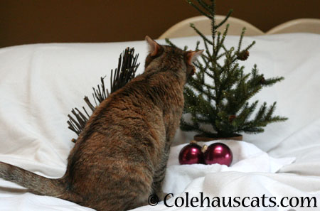 Oh, nom-able tree, oh, nom-able tree - 2014 © Colehaus Cats