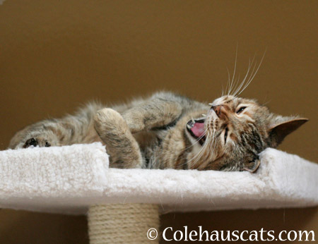 Ruby really singing - 2014 © Colehaus Cats