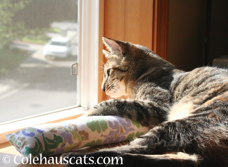 Viola shares a sunpuddle - 2014 © Colehaus Cats