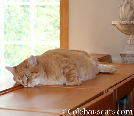 Zuzu naps - 2014 © Colehaus Cats