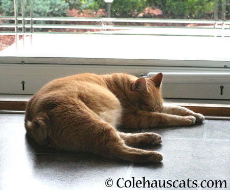 More Zuzu napping - 2014 © Colehaus Cats