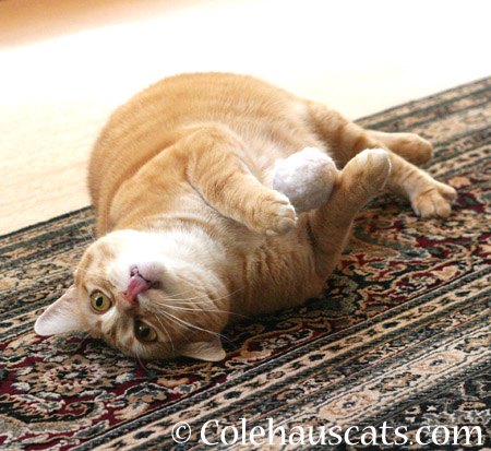 Sometimes Zuzu plays - 2014 © Colehaus Cats