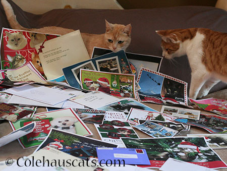 LOVE all the Christmas cards! - 2014 © Colehaus Cats